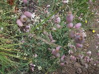 Monte_Zoccolaro - Silene_vulgaris_20100627 111.jpg